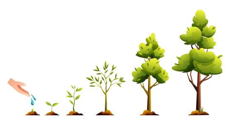 Life cycle of tree. Plant growth and development stages cartoon illustration 8856891 Vector Art ...