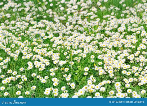 Field Of White Daisies Stock Photo - Image: 20183450