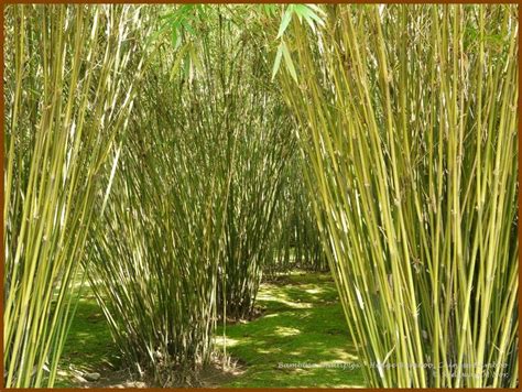 bamboo hedge pruning - Google Search | Bamboo hedge, Hedges, Bamboo