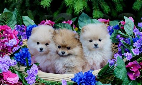 Teacup Pomeranian: Breed Information And Ultimate Care Guide | atelier ...