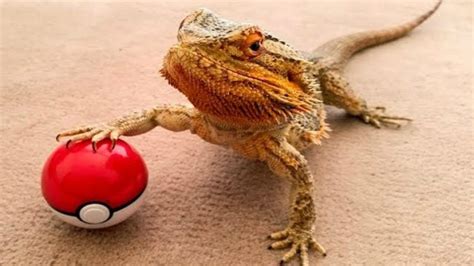 BEARDED DRAGON - A Cute And Funny Bearded Dragon Videos Compilation || PET VIDEOS - YouTube