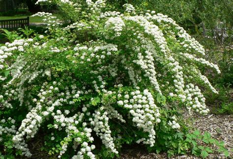 Pruning Flowering Shrubs