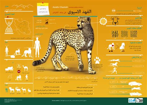 Asiatic Cheetah Infographic - Iranian Cheetah Society