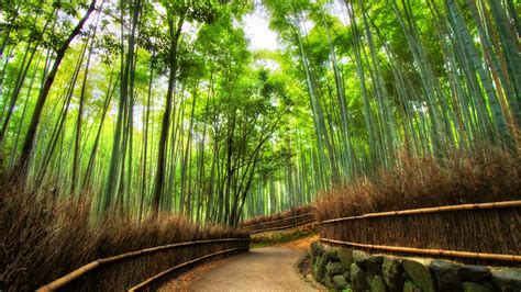 Bamboo forest MacBook Air Wallpaper Download | AllMacWallpaper