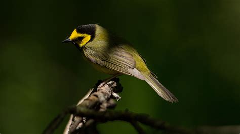 Hooded Warbler | Audubon Field Guide