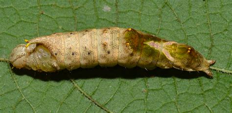 Brown Caterpillar Identification Guide With Photos - Owlcation