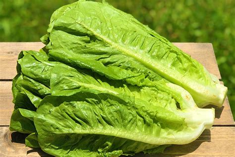 Romaine Lettuce – S.E.A.T.S Farm