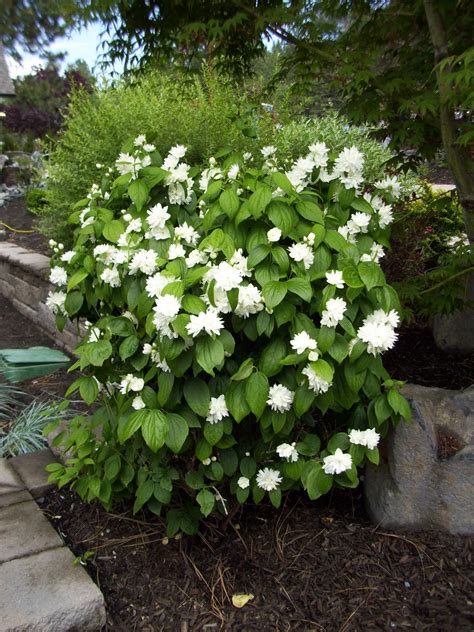 KHS: Plant Library: Philadelphus - Mock Orange