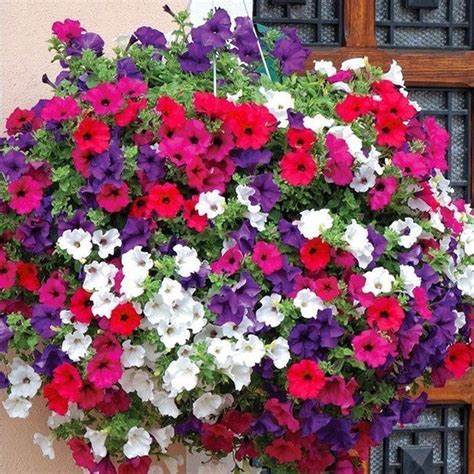 Petunia Hybrida Pendula Balcony Mixed approx x50 seeds | Etsy