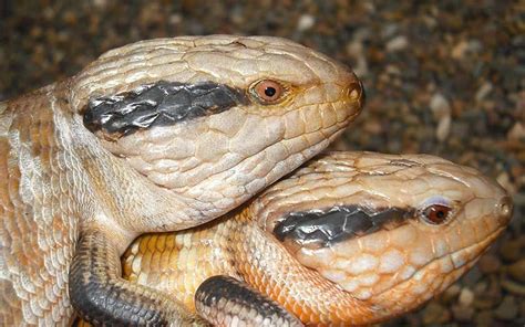 Breeding Blue Tongue Skinks | Breeds, Blue tongue skink, Tongue