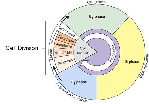 cell cycle - Google Search | Cell cycle, Mitosis, Cell division