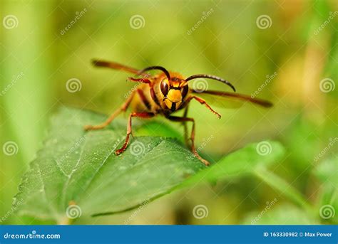 Hornet Vespa crabro stock photo. Image of yellow, hornet - 163330982