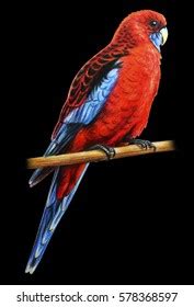 40 Crimson rosella drawing Images, Stock Photos & Vectors | Shutterstock