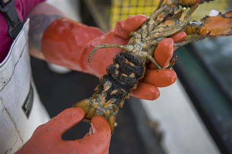 Fisherman Catches Pregnant Lobster, Gives Her Two Fish and Throws Her Back - Newsweek