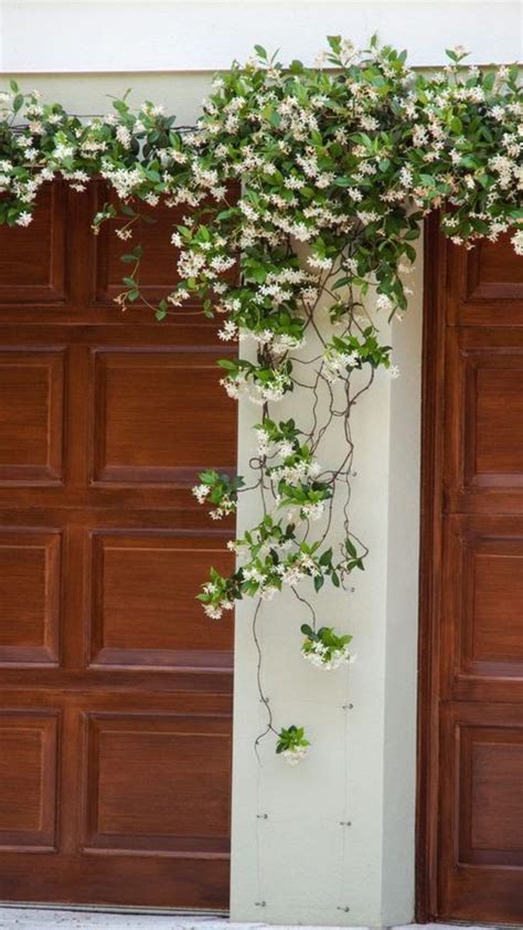 Inspiration Fleur de Jasmin in 2020 | Trellis plants, Star jasmine, Vine trellis