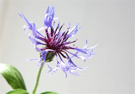 "Perennial Cornflower" Images – Browse 1,485 Stock Photos, Vectors, and Video | Adobe Stock