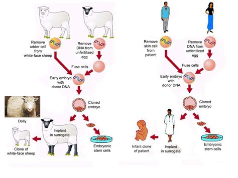 PPT - The Scientific Facts of Human Embryo Cloning PowerPoint Presentation - ID:1134953