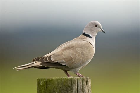 Eurasian Collared-Doves' Sense of Direction | BirdNote