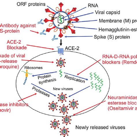 Mechanism Of Action Of Antiviral Drugs