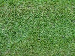 Buffalo ST Lawn Varieties | Lawn Green