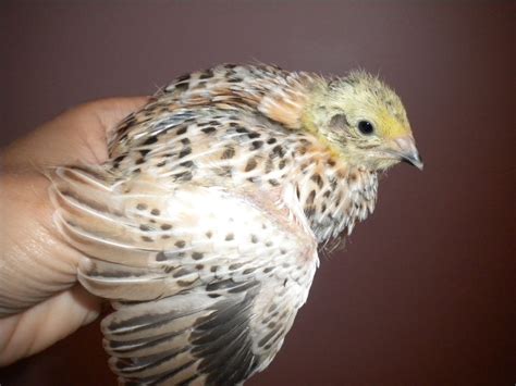 Coturnix Colors and Male/Females?