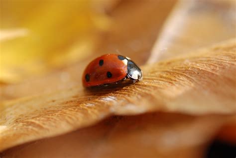 Macroscopic photography of lady bug on brown leaf, ladybug HD wallpaper ...