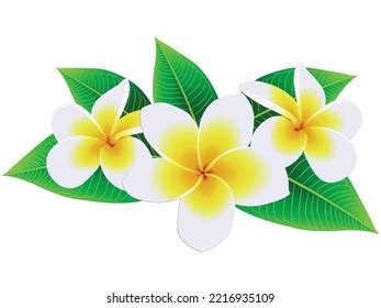 National Flower Laos Stock Vector (Royalty Free) 2216935109 | Shutterstock