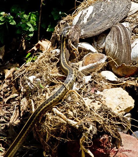 snake eating bird_2_wm | Flickr - Photo Sharing!