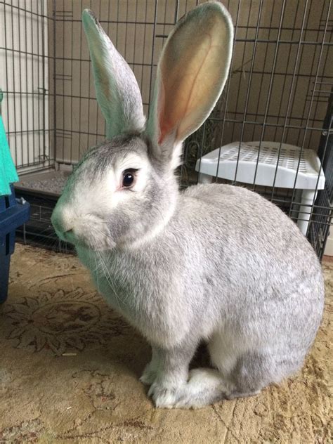 Adopted a giant chinchilla bun and she's turning out to be a cuddler ...