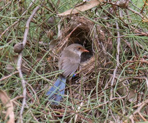 Superb fairywren female enters nest with eggs credit Flinders ...