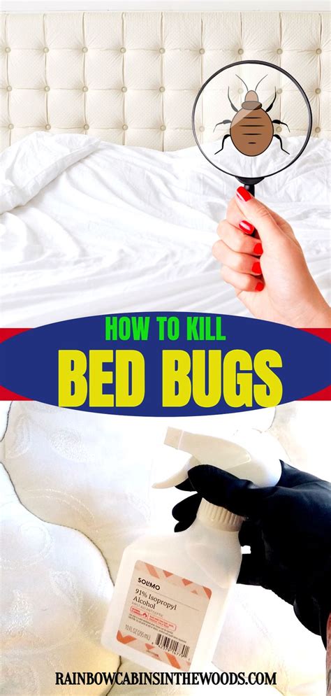 Bed Bug Prevention And Elimination Tips Everyone Must Know in 2021 | Bed bugs prevention, Rid of ...