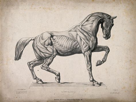 Horse Anatomy Drawing