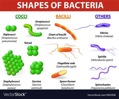 Common bacteria infecting human Bacteria are classified into 5 groups according to their basic ...