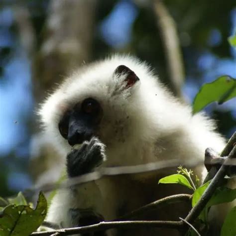 Silky Sifaka - Facts, Diet, Habitat & Pictures on Animalia.bio