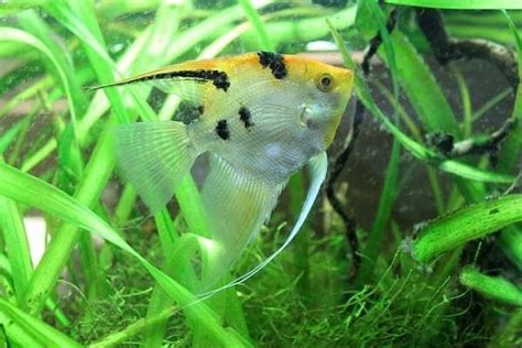 ᐉ Gourami Tank Mates: 20 Best Fish Compatible with Gourami