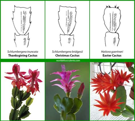 Types Of Christmas Cactus