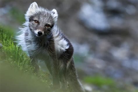 Svalbard Wildlife - Natural World Safaris