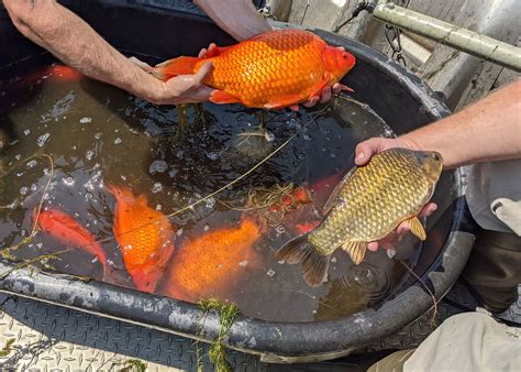 Invasive, football-size goldfish found in a Minnesota lake | NewsChannel 3-12