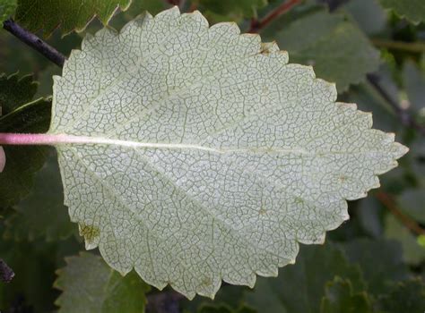 Betula pubescens (Betulaceae) image 16918 at