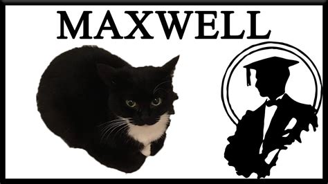 This Is Maxwell The Cat - YouTube