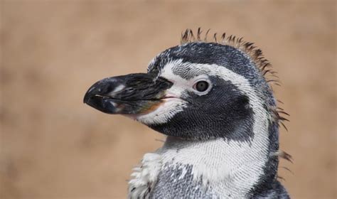 Penguin Feathers Inspire Ice-Proof Material | Asian Scientist Magazine ...