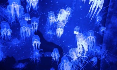 Box Jellyfish - A-Z Animals