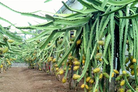 Cara Merawat Tanaman Buah Naga Kuning | KampusTani.Com