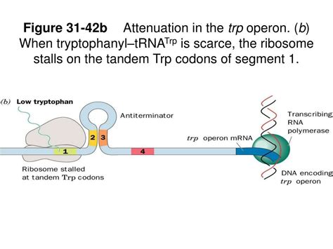 PPT - The trp operon PowerPoint Presentation, free download - ID:6646292