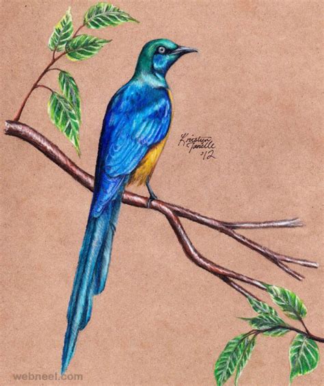 bird drawing 12