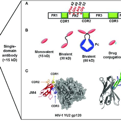 | Mechanisms of single-domain antibody (sdAb)-based therapeutics... | Download Scientific Diagram