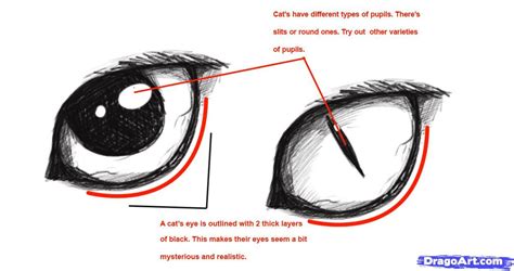 How to Draw Realistic Cat Eyes