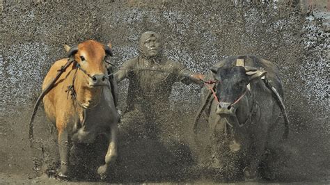 A farmer covered in muddy water participate in a cattle race in Indonesia.The cows run through ...