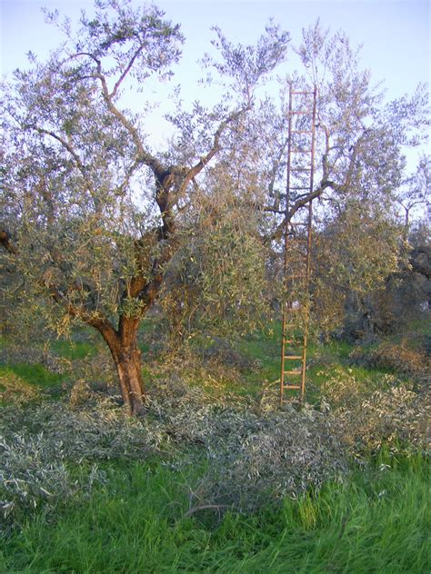 Monti Sabini: Pruning the olive trees