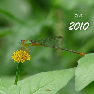 PAX 2010 | Wish you a peaceful 2010. Hugs, Jee and his littl… | Flickr